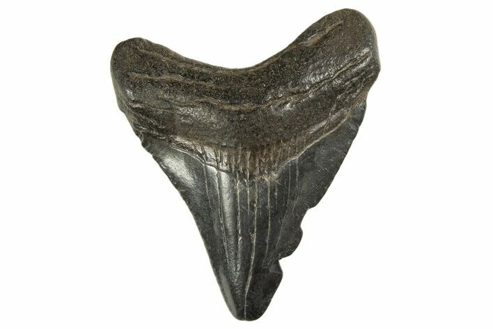 Juvenile Megalodon Tooth - South Carolina #312143